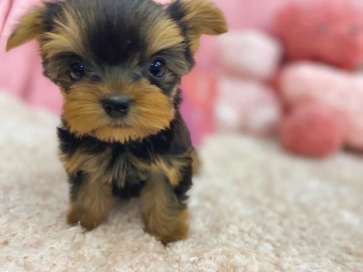 puppy name : remy (copy)