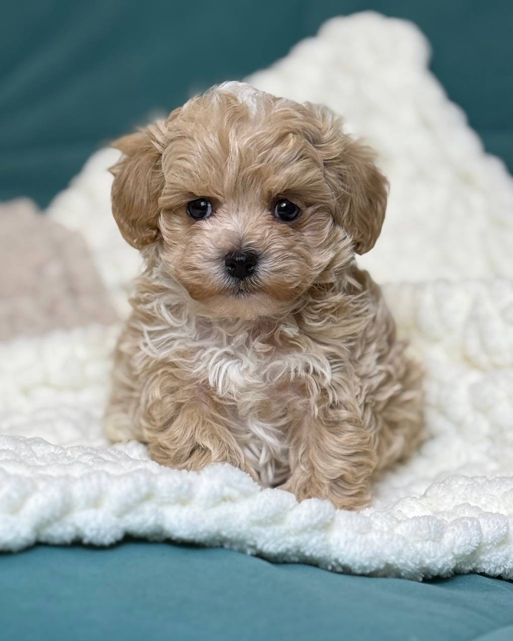 puppy name : joy (copy)