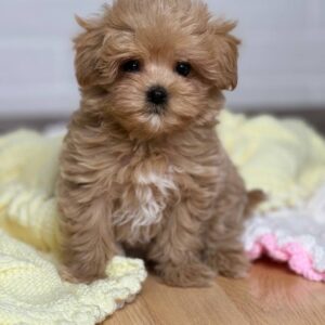 puppy name : bella (copy)