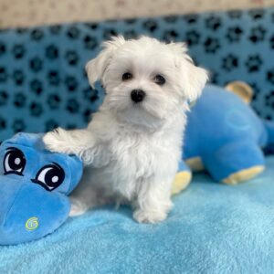 puppy name : milo (copy)