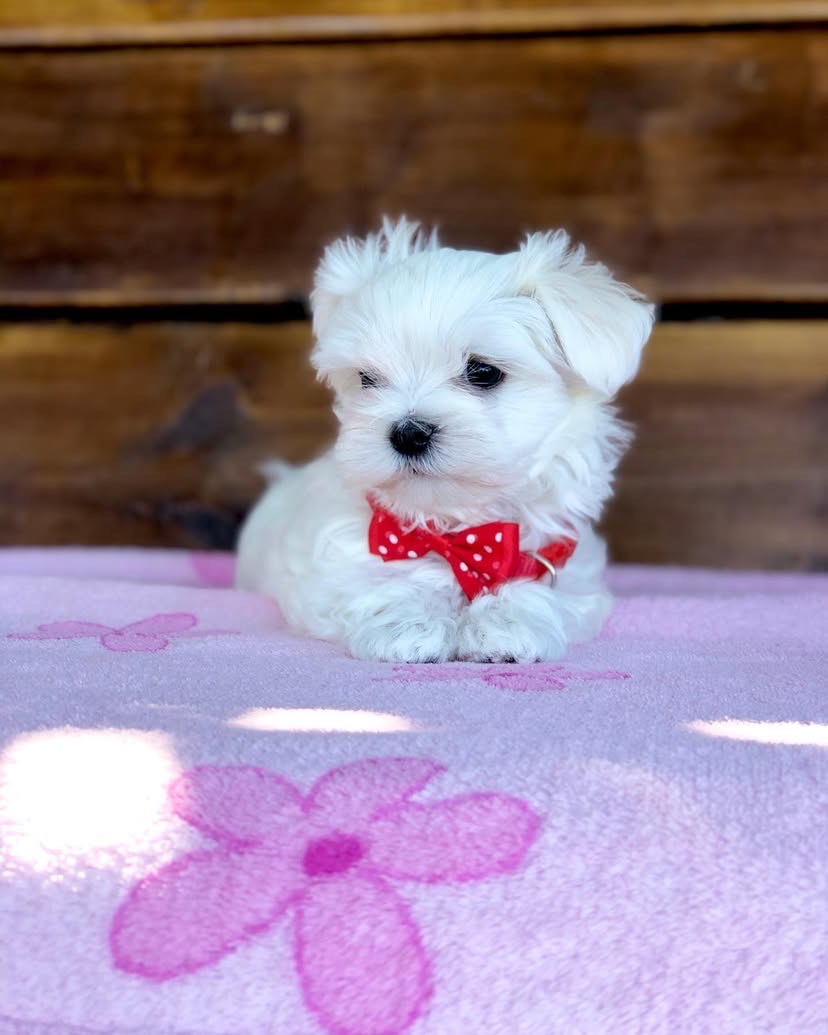 puppy name : milo (copy)