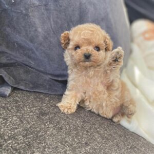 puppy name : luna (copy)