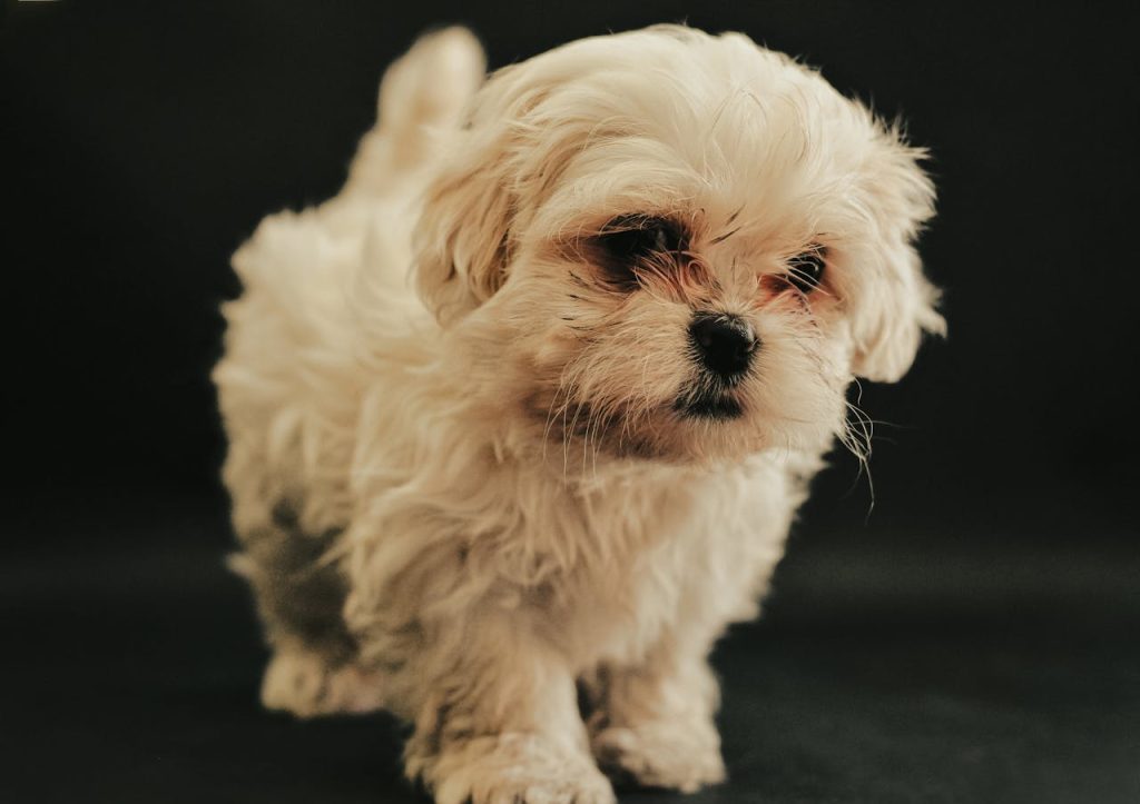 Close-up of a cute Maltese puppy with fluffy white fur against a black background.